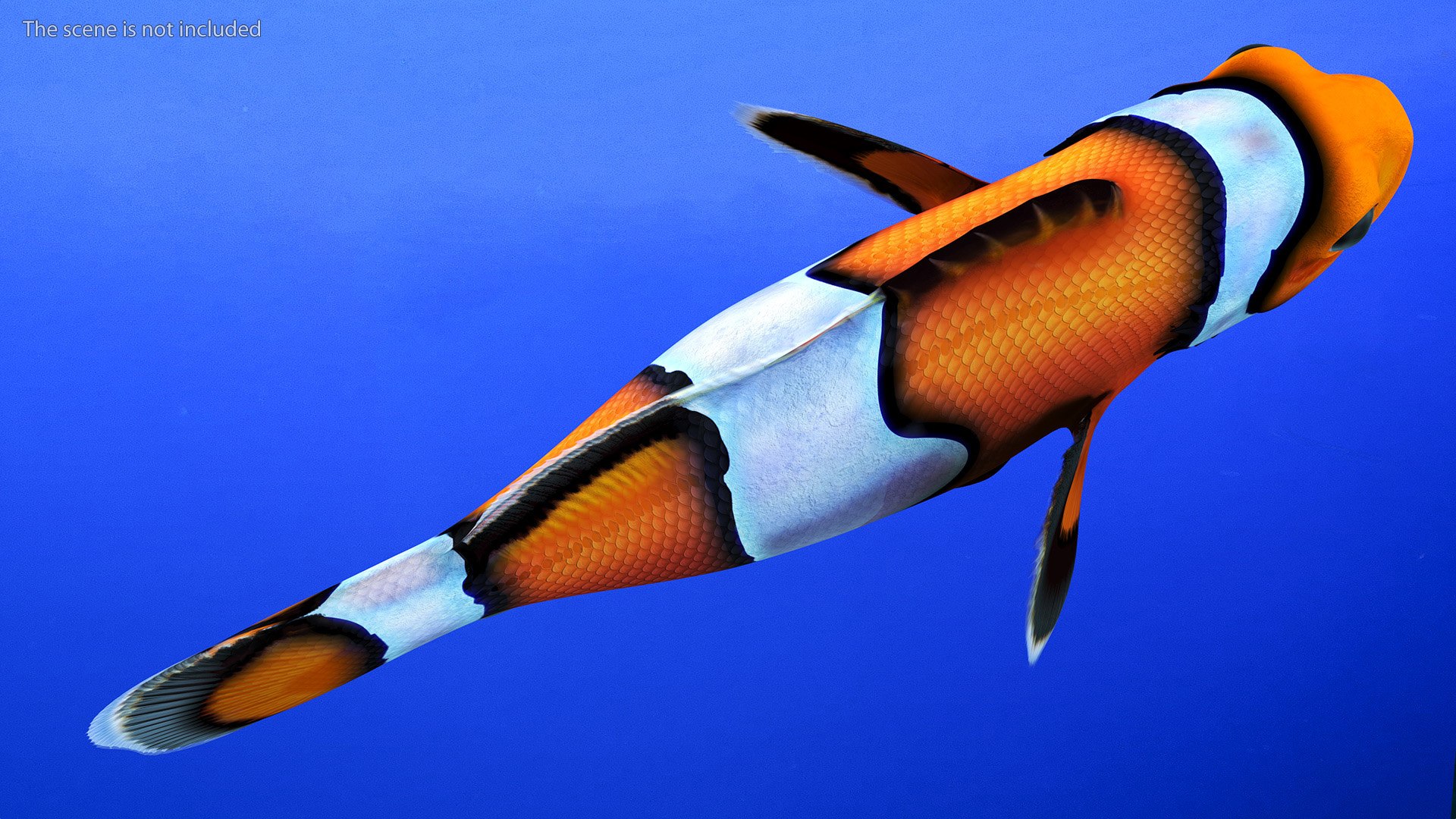 Anemonefish 3D https://p.turbosquid.com/ts-thumb/4D/CJnfRh/Gx/anemonefish3dsmodel006/jpg/1722290416/1920x1080/fit_q87/a2a2ef9012b322d6562b90022d714d1c3006f8a7/anemonefish3dsmodel006.jpg