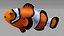 Anemonefish