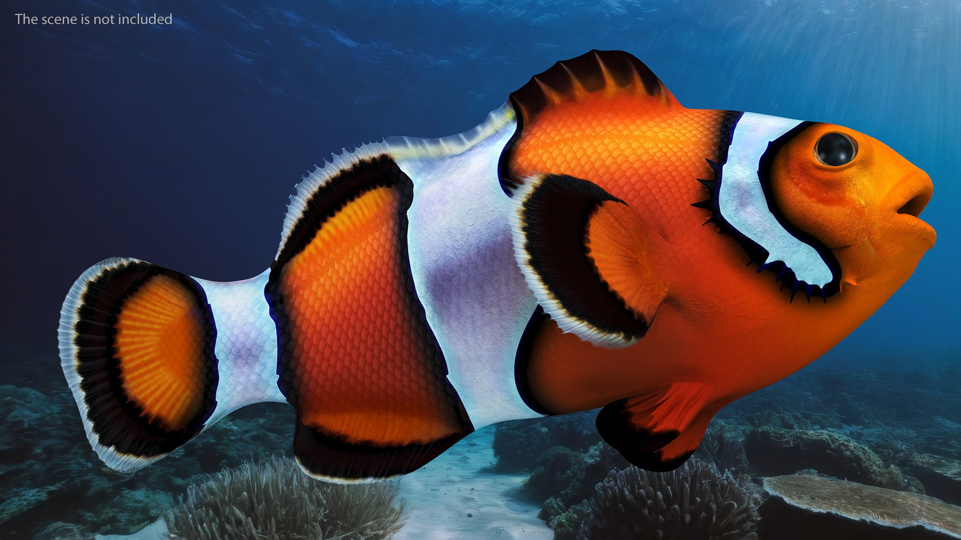 Anemonefish 3D https://p.turbosquid.com/ts-thumb/4D/CJnfRh/Ka/anemonefish3dsmodel002/jpg/1722290393/1920x1080/fit_q87/85ccdefe7ddeec67b6739b77d2f431d98dd5adb8/anemonefish3dsmodel002.jpg
