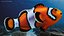 Anemonefish