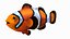 Anemonefish
