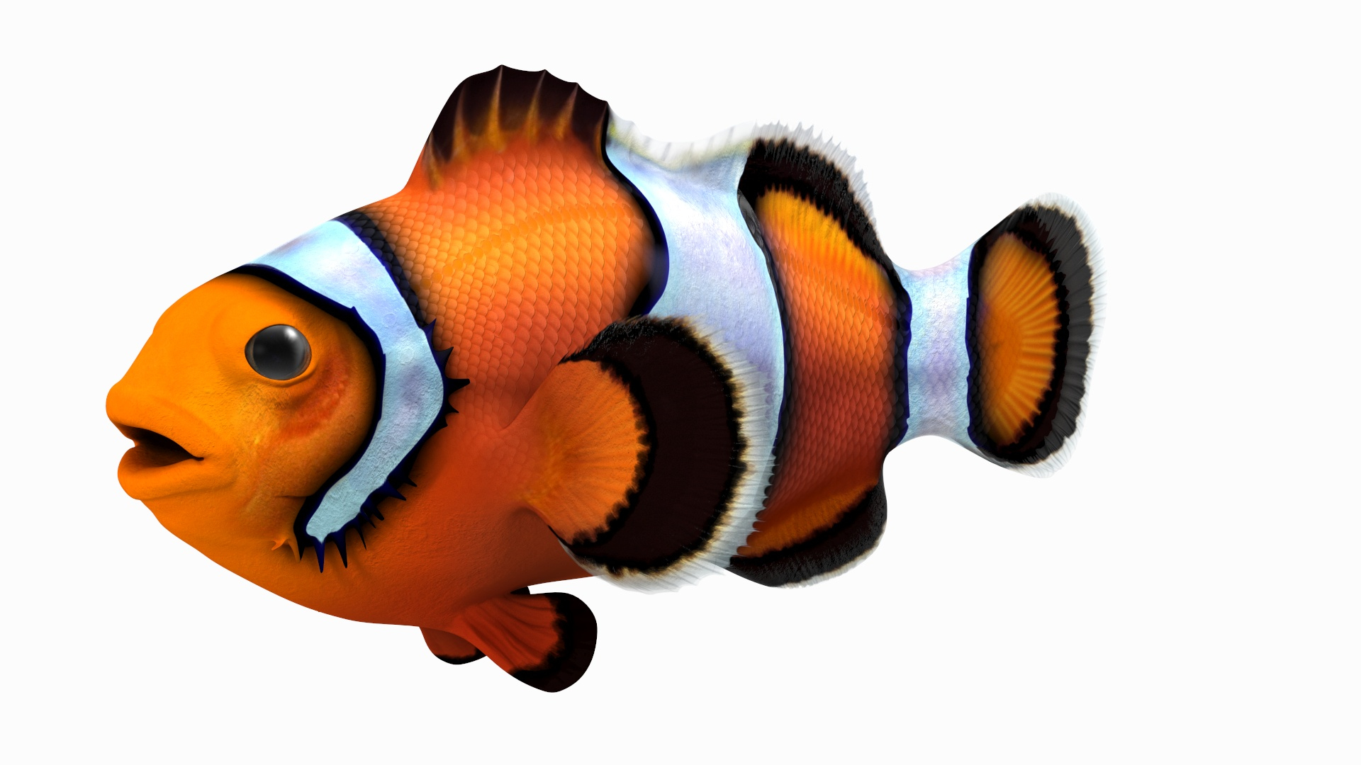 Anemonefish 3D https://p.turbosquid.com/ts-thumb/4D/CJnfRh/PU/anemonefish_360/jpg/1722289695/1920x1080/turn_fit_q99/4cc4ccd7be1f324d2f966f4ee3c0113446f17bf1/anemonefish_360-1.jpg