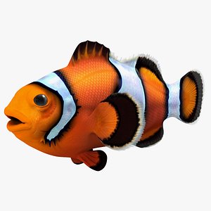 Anemonefish