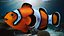 Anemonefish