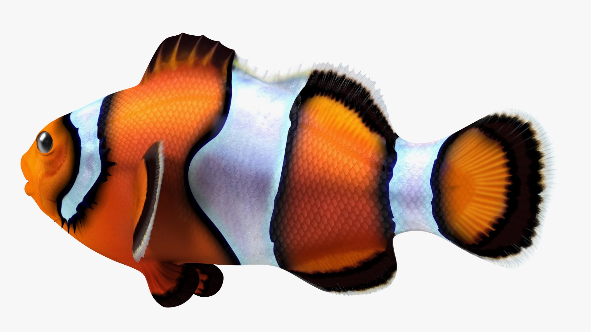 Anemonefish 3D https://p.turbosquid.com/ts-thumb/4D/CJnfRh/ee/anemonefish3dsmodel011/jpg/1722290442/1920x1080/fit_q87/24eaa270cc2430754ad6357083d77a16dbacaadb/anemonefish3dsmodel011.jpg