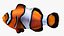 Anemonefish