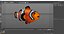 Anemonefish