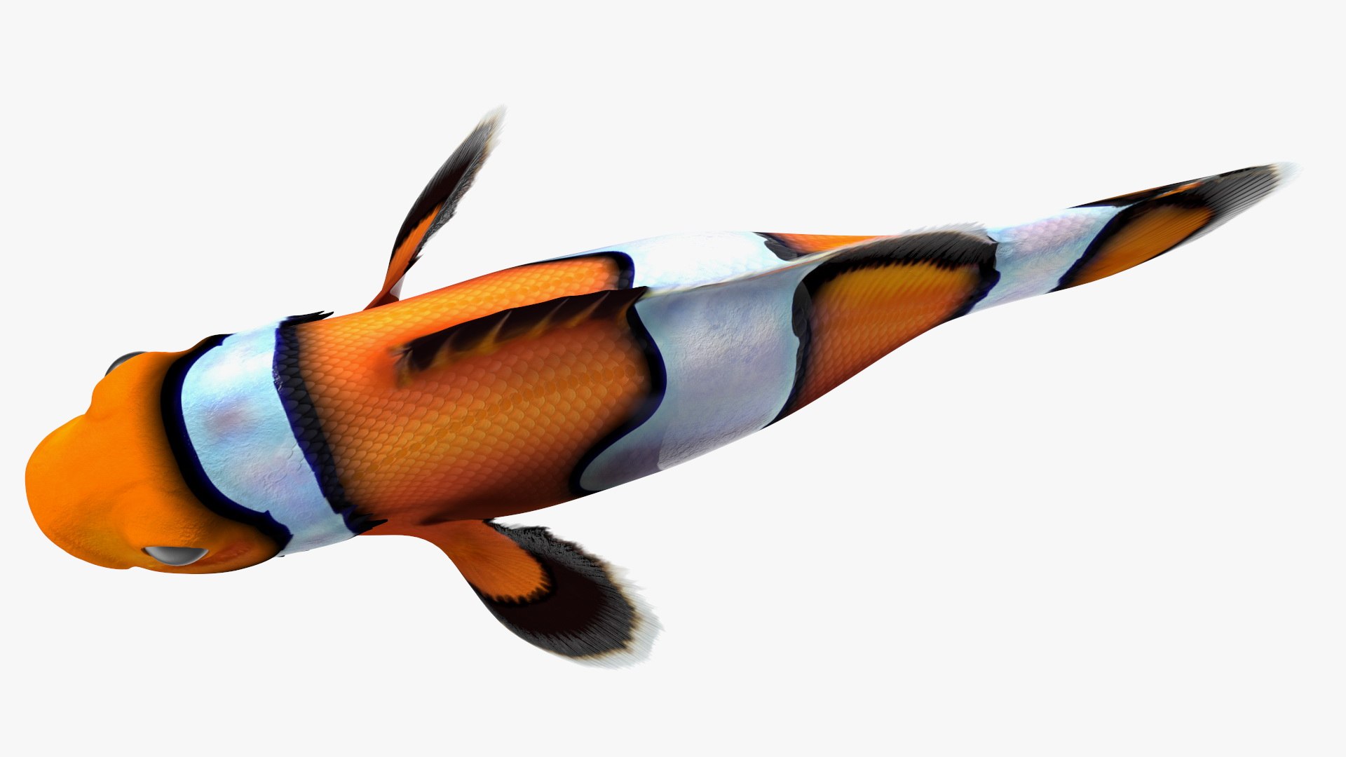 Anemonefish 3D https://p.turbosquid.com/ts-thumb/4D/CJnfRh/mW/anemonefish3dsmodel012/jpg/1722290446/1920x1080/fit_q87/58452703db3b83cec84d97541b7d8f2102ea3e68/anemonefish3dsmodel012.jpg