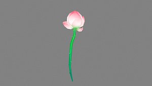 A lotus bud - Cartoon lotus 3D