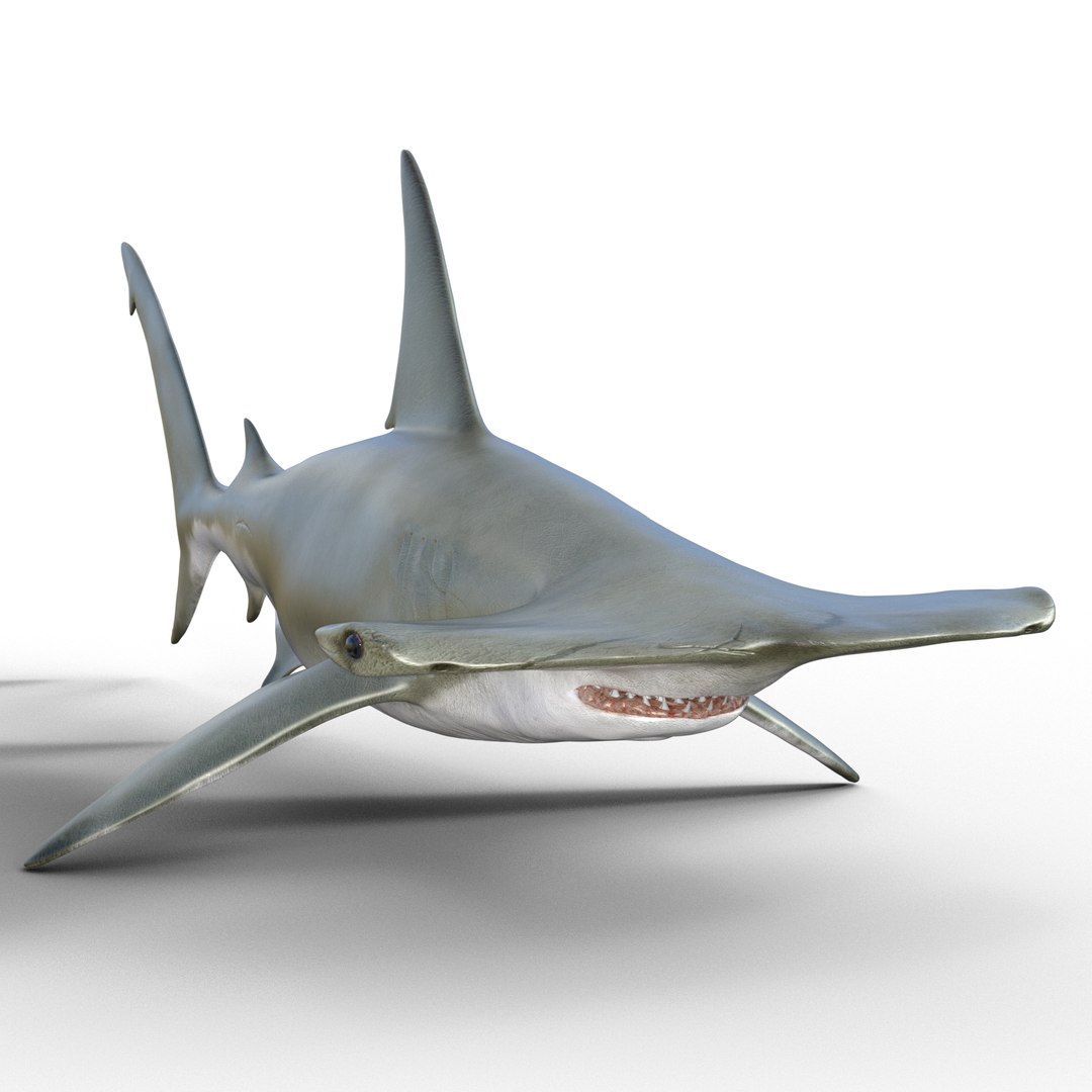 Shark Hammerhead 3D Model - TurboSquid 2082189