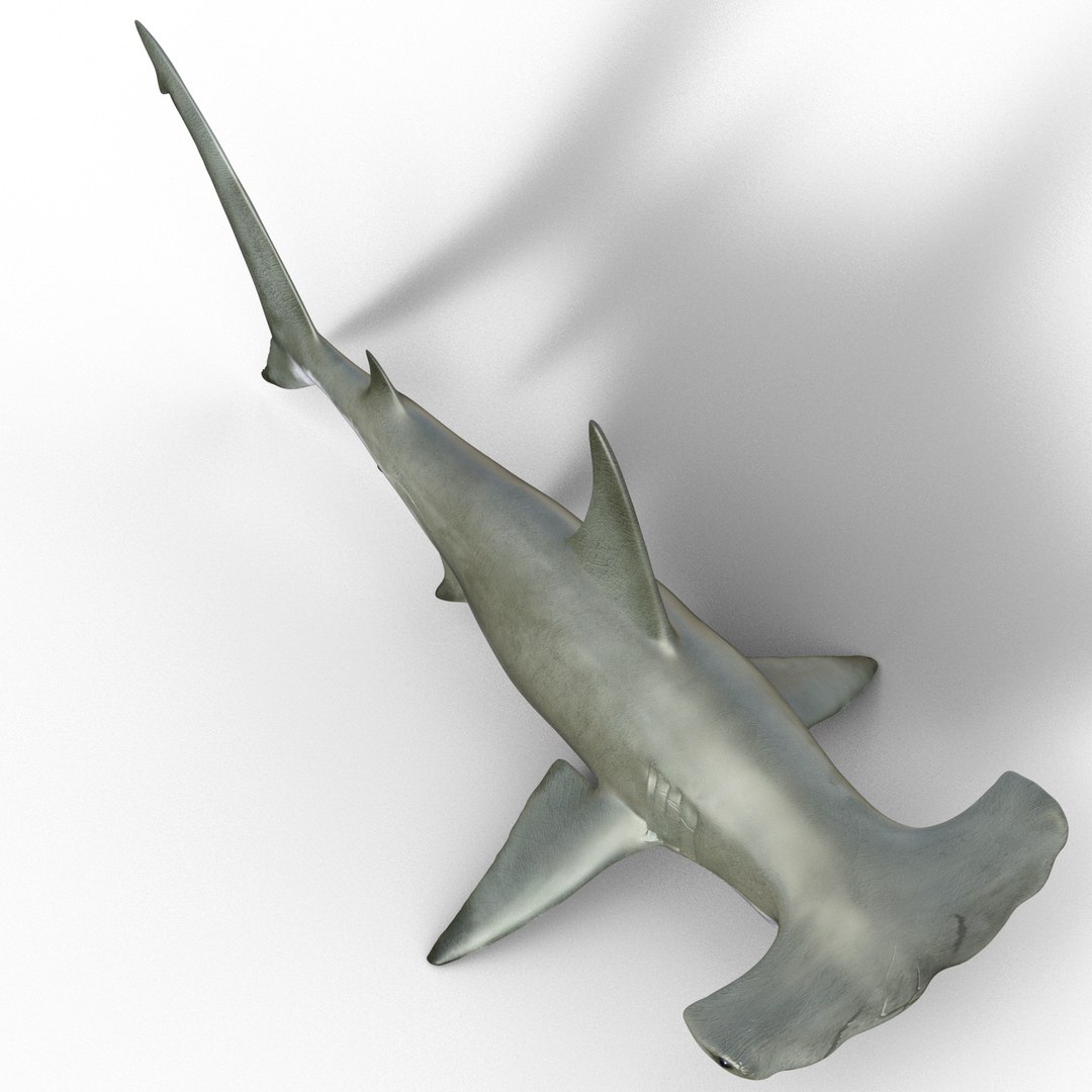 Shark Hammerhead 3D Model - TurboSquid 2082189