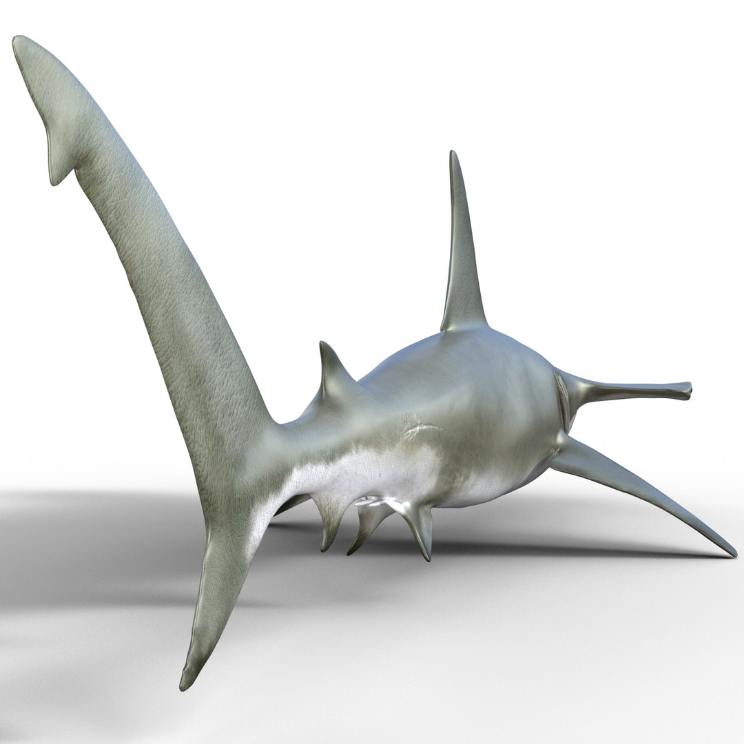 Shark Hammerhead 3D Model - TurboSquid 2082189