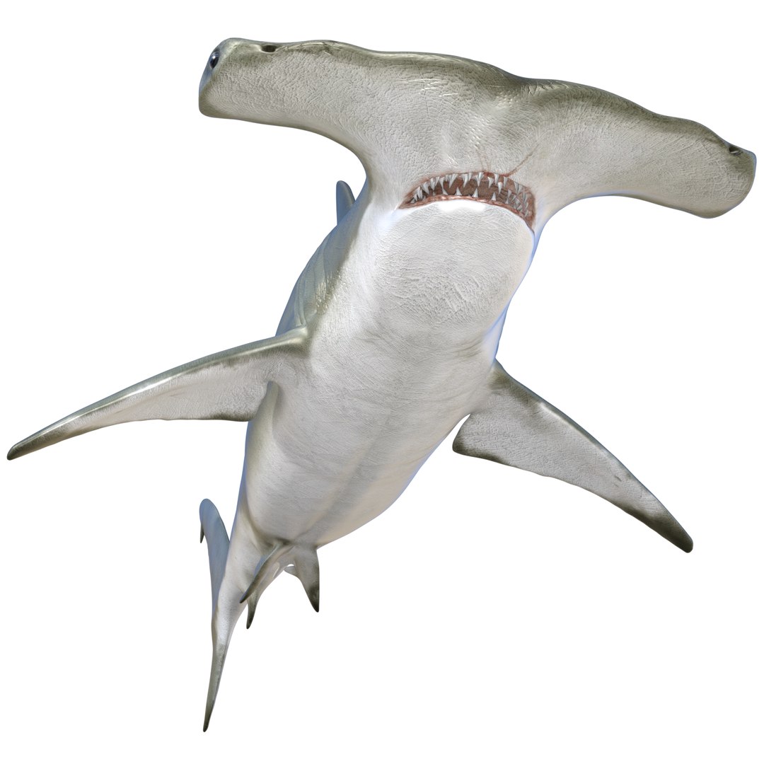 Shark Hammerhead 3D Model - TurboSquid 2082189