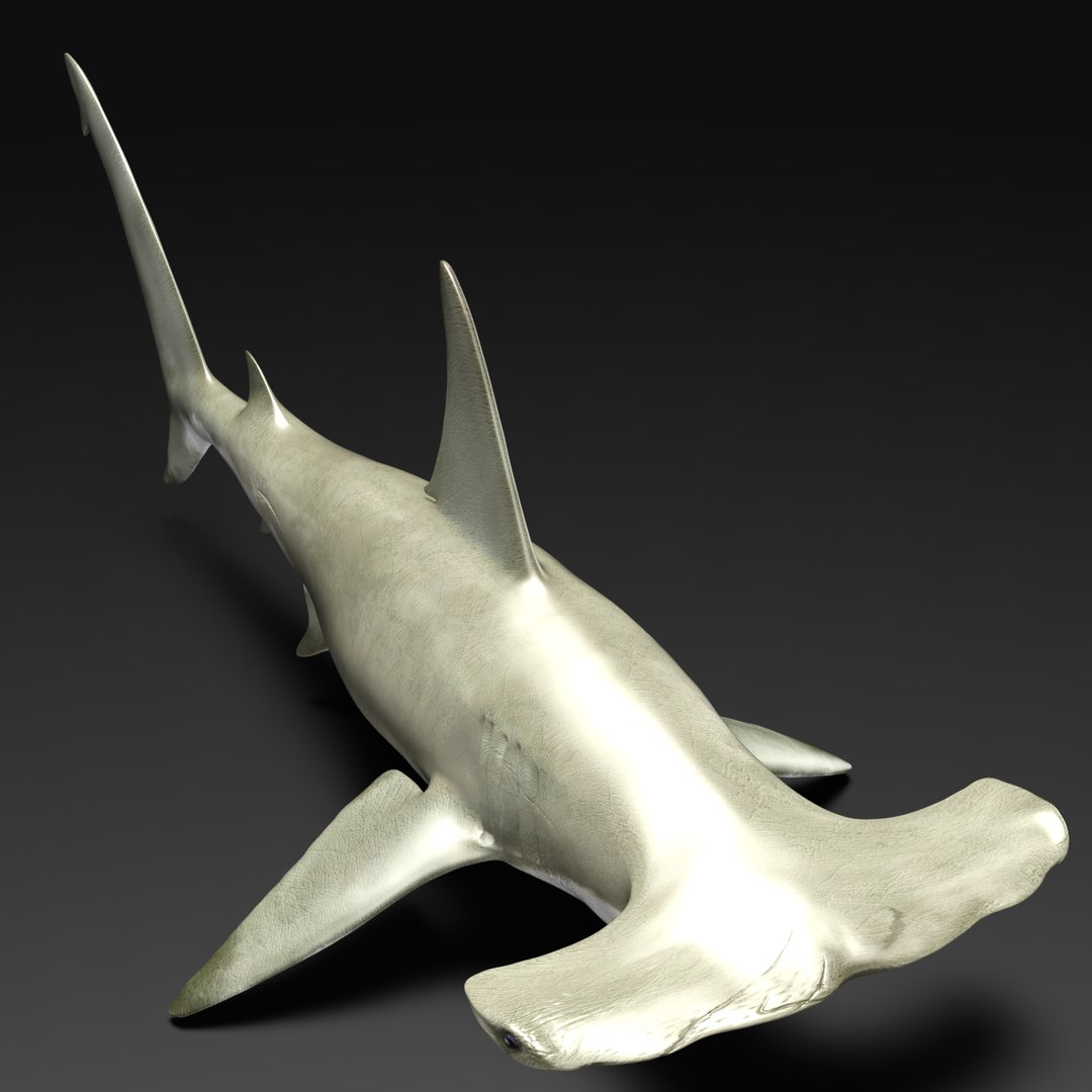 Shark Hammerhead 3D Model - TurboSquid 2082189
