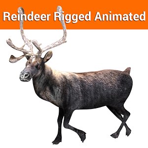 reindeer rigged deer animation 3D