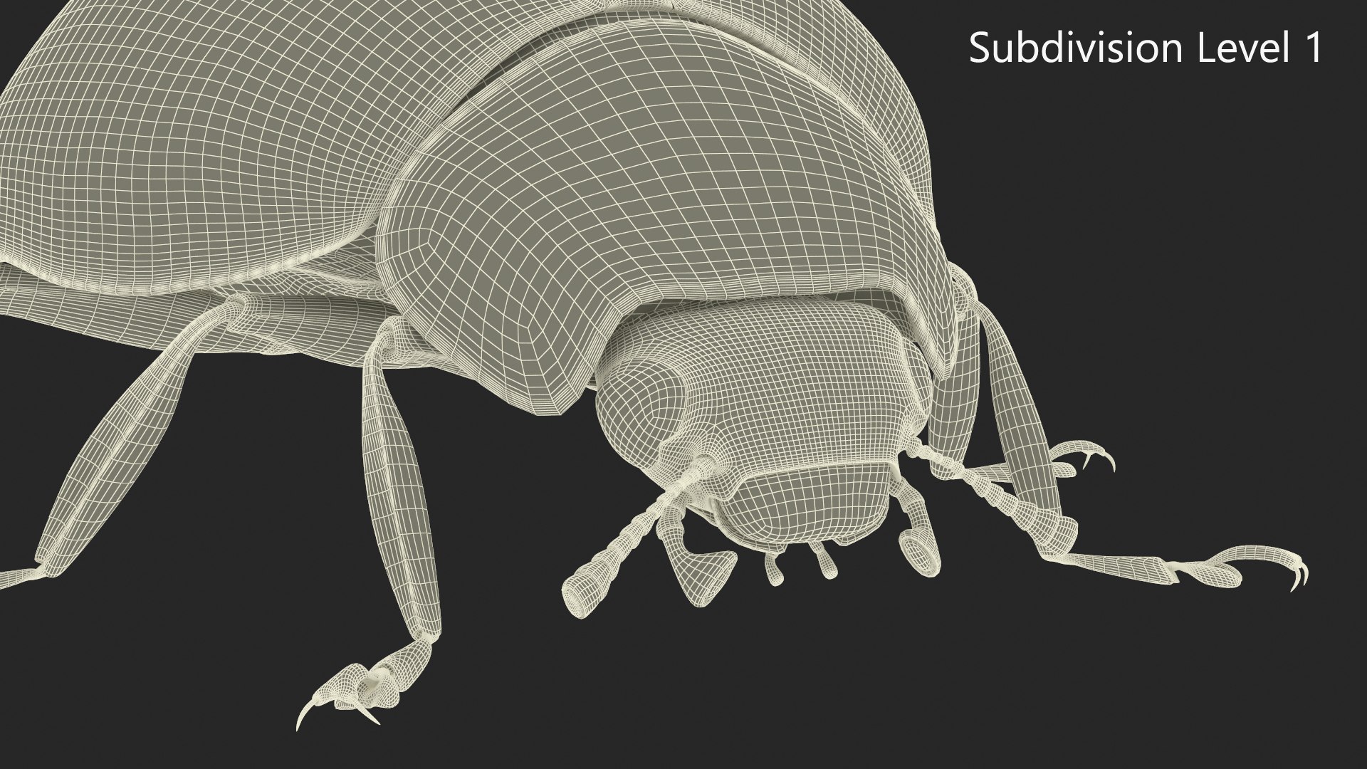 Realistic Ladybug Insect 3D Model - TurboSquid 2326775