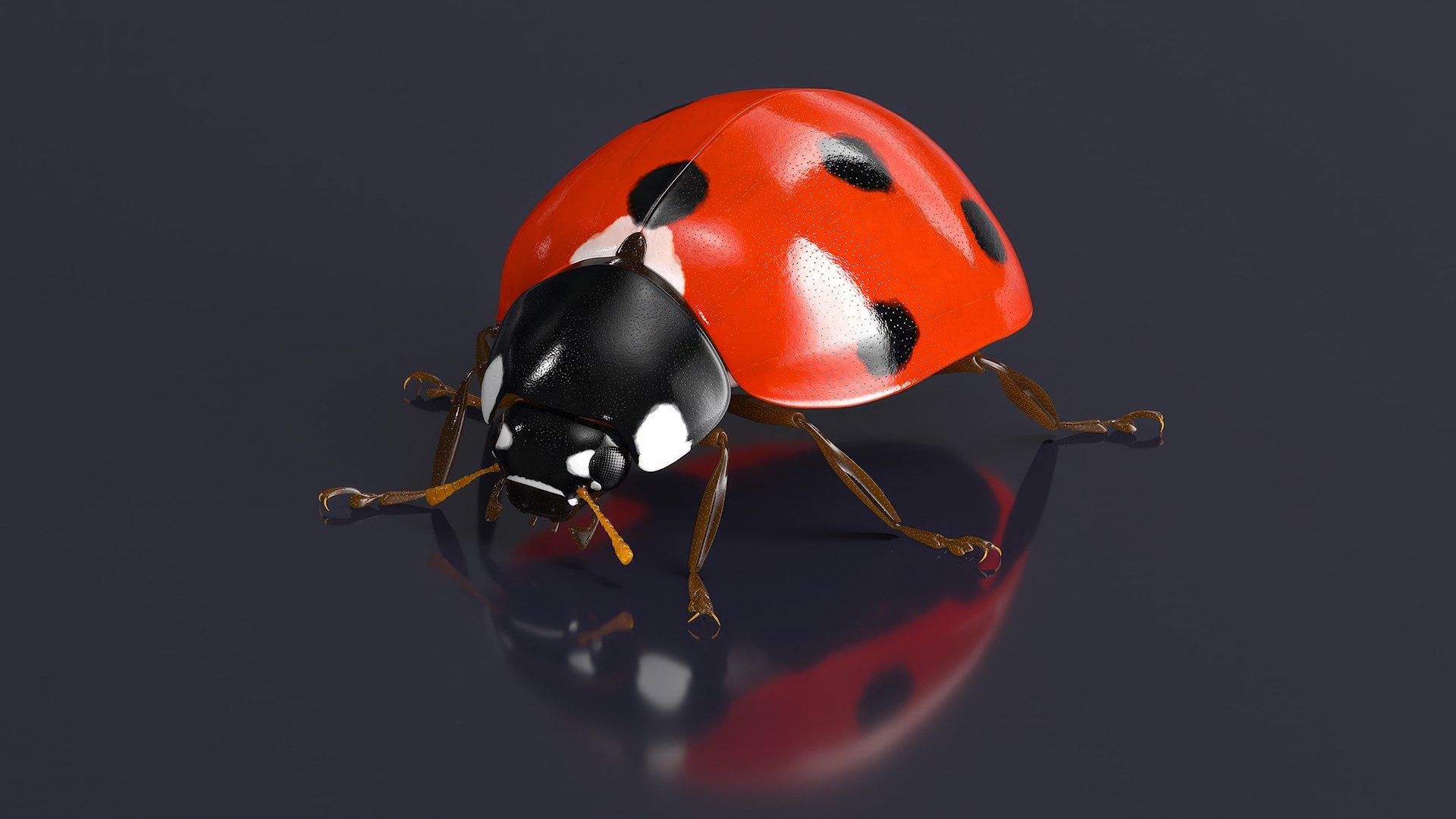 Realistic Ladybug Insect 3D Model - TurboSquid 2326775