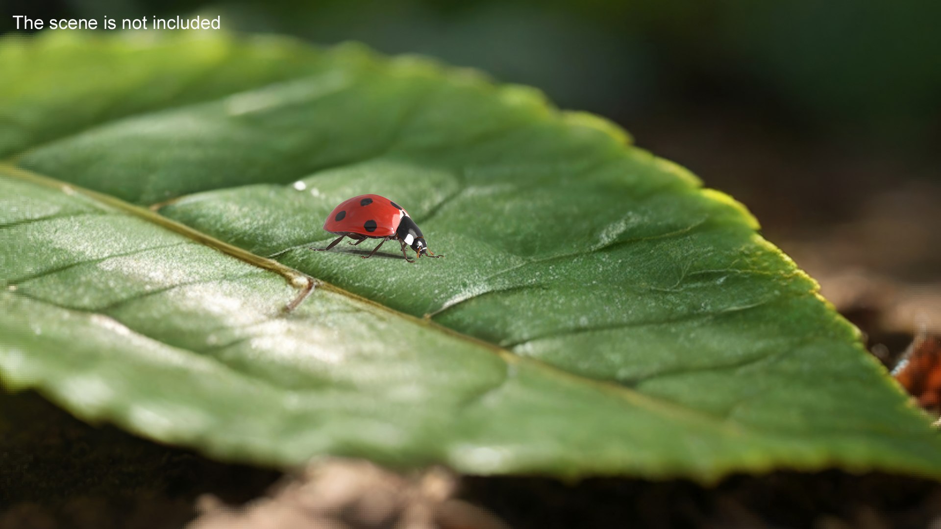 Realistic Ladybug Insect 3D Model - TurboSquid 2326775