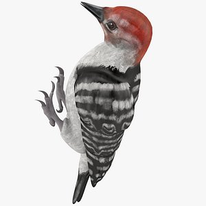 woodpecker toy 3d model