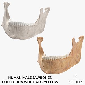 Human Male Jawbones Collection White and Yellow - 2 models 3D