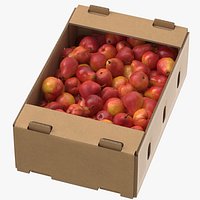Cardboard Display Box 01 with William Pear Red
