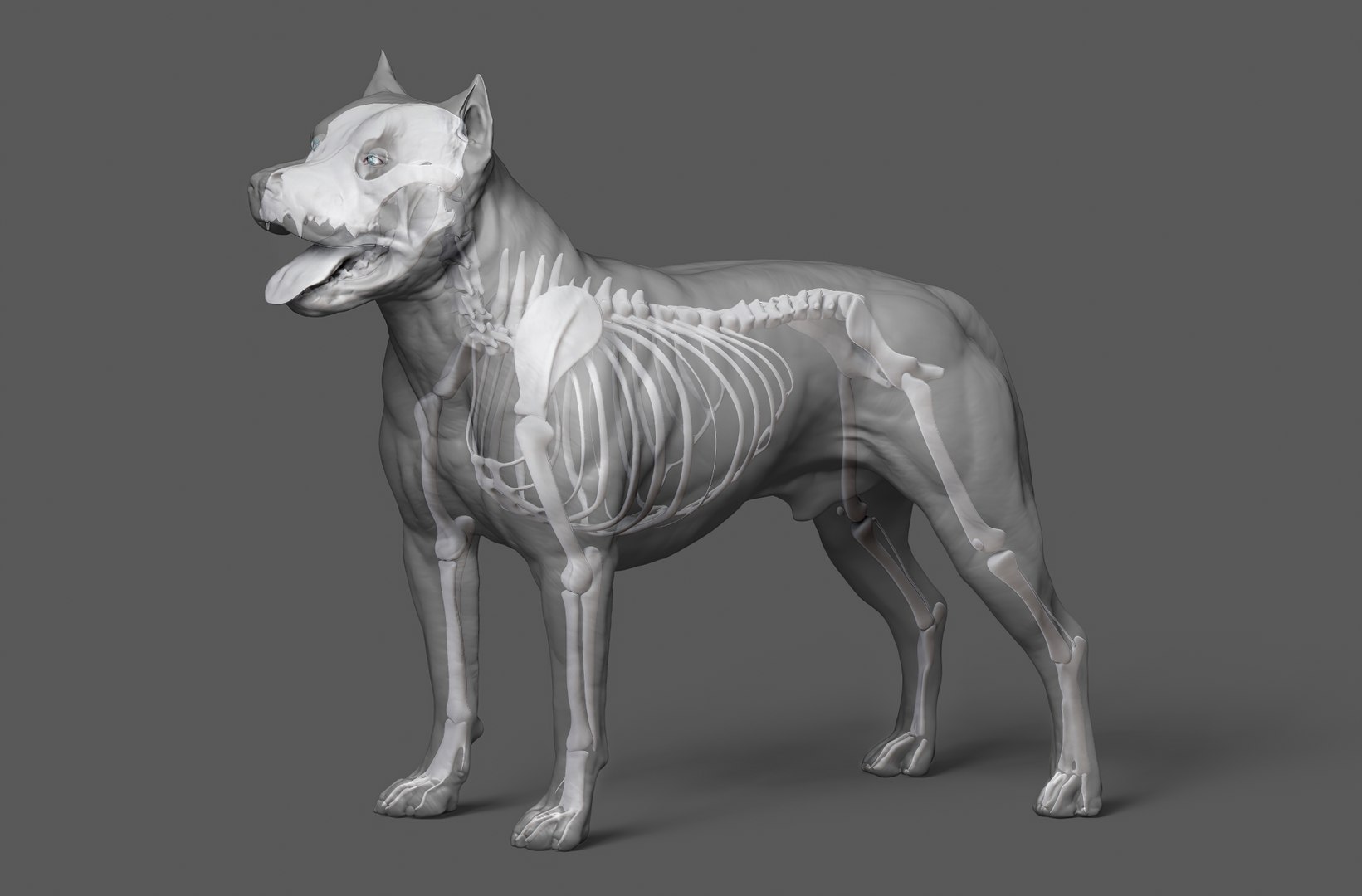 3D model Rigged Dog Skeleton - TurboSquid 1836183