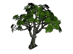 3D frangipani tree model
