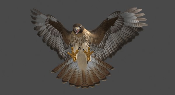 Red-tailed hawk animation tail model - TurboSquid 1220302