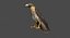 Red-tailed Hawk (Animated)