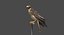 Red-tailed Hawk (Animated)