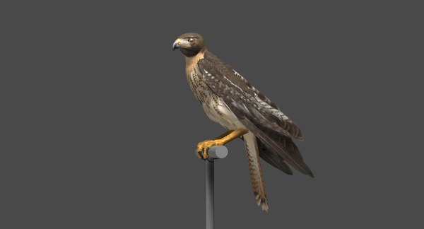 Red-tailed hawk animation tail model - TurboSquid 1220302