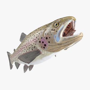 Silvery Rainbow Trout Fish