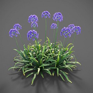 XfrogPlants Agapanthus