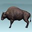 buffalo