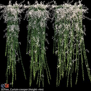 Curtain creeper Vernonia Elliptica 07 3D model