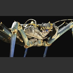creature crab 3D