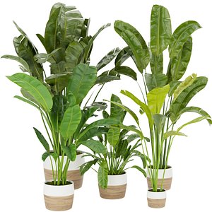 3D Collection plant vol 275 - indoor - leaf - Banana - 3dmax - fbx - obj -