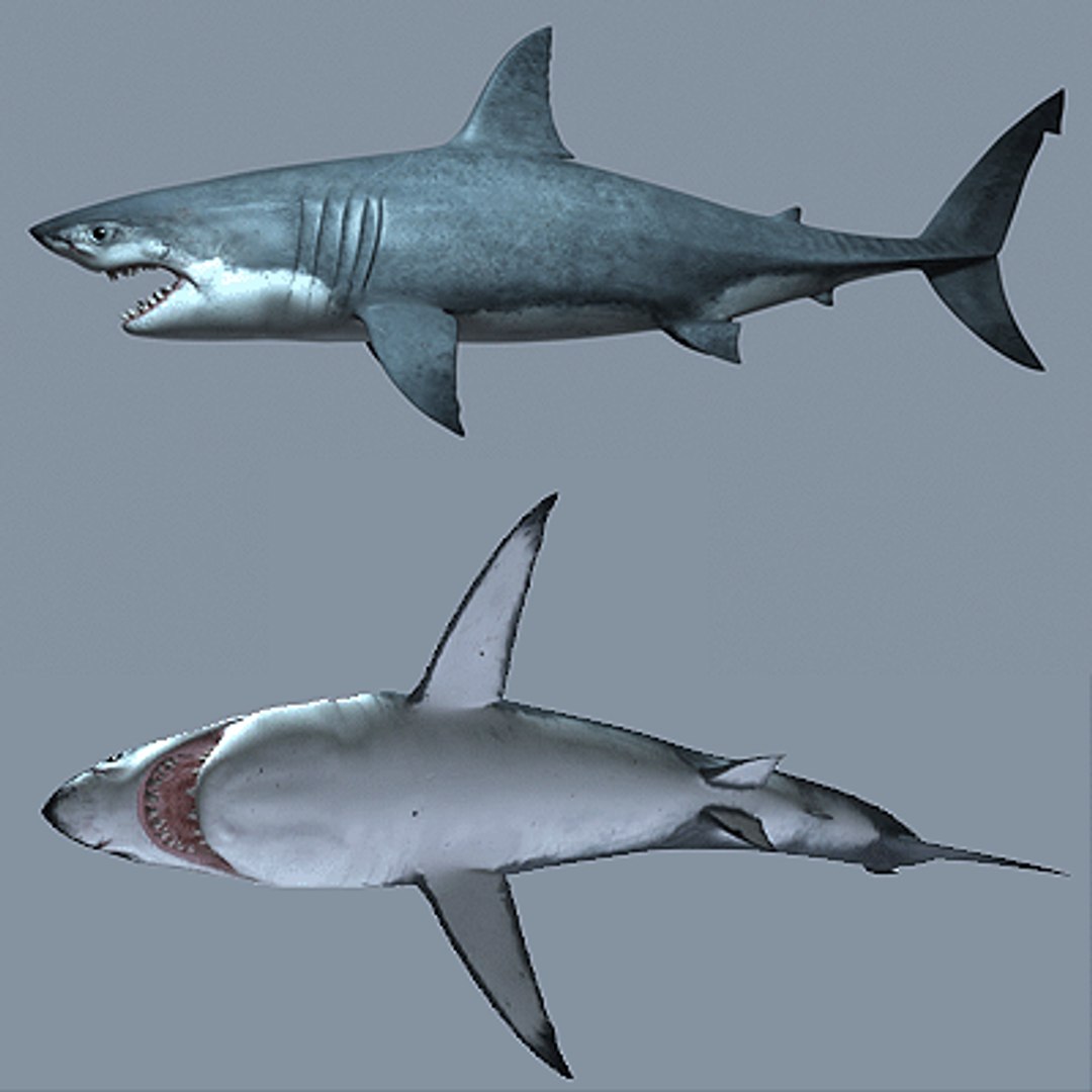 Great White Shark Model (Blender) by ScorchingKami on DeviantArt