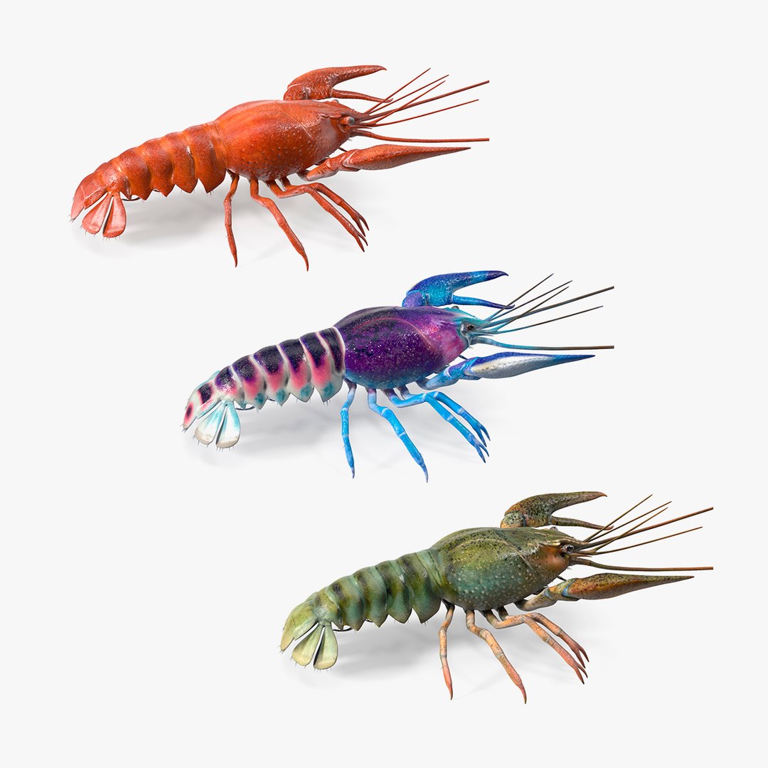 Crayfishes Collection 3D model preview