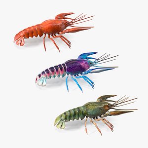 Crayfishes Collection