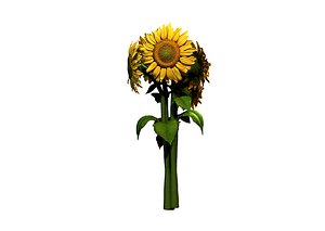 3d model sunflower flower