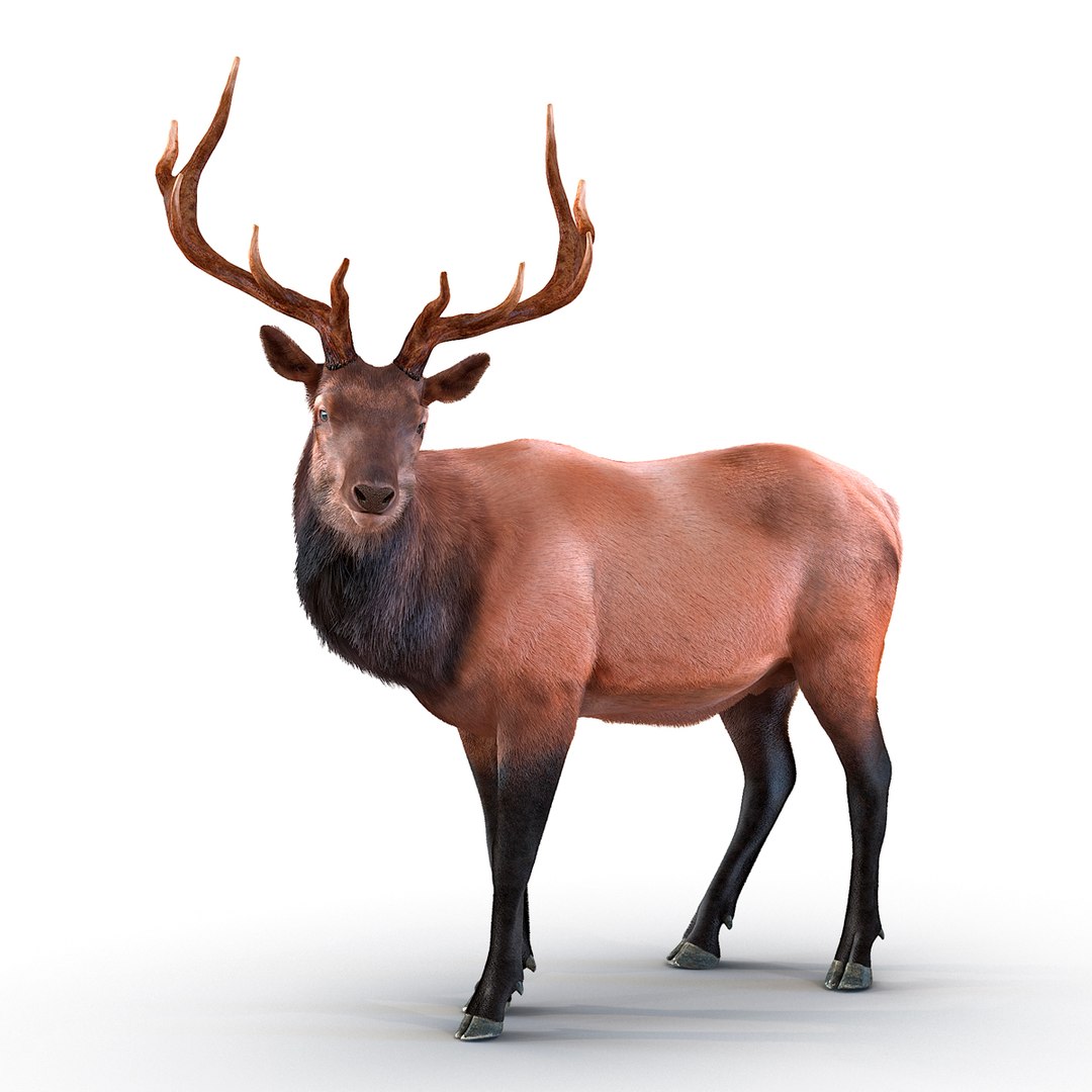 Elk Standing Pose with Fur 3D model preview