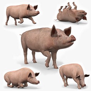 Porky the pig - animated 3d fur model