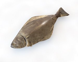 3D fish model