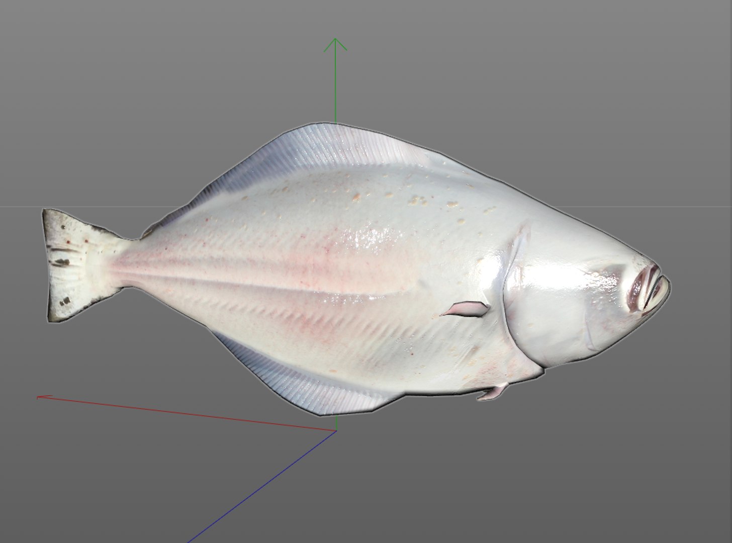 3D Fish Model - TurboSquid 1551934