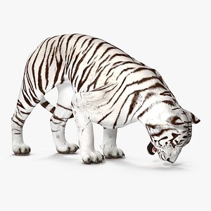 3D white tiger rigged