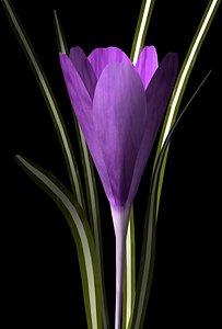 plant flower 3d model