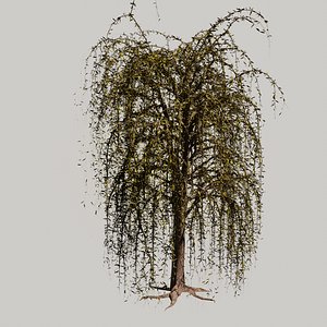 The Willow Tree high poly 3D