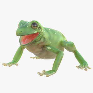 Australian Green Tree Frog Pose 4 3D Model