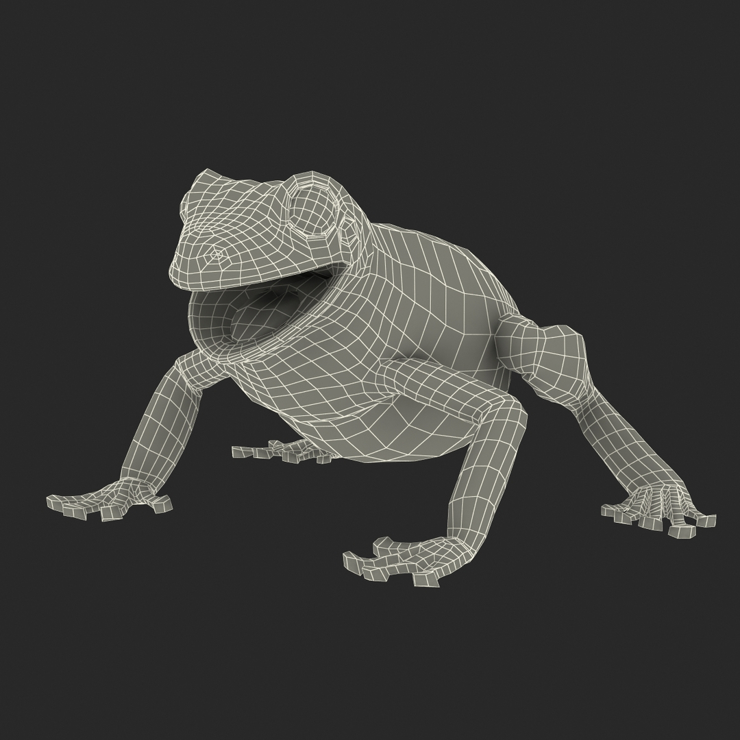 Australian Green Tree Frog Max